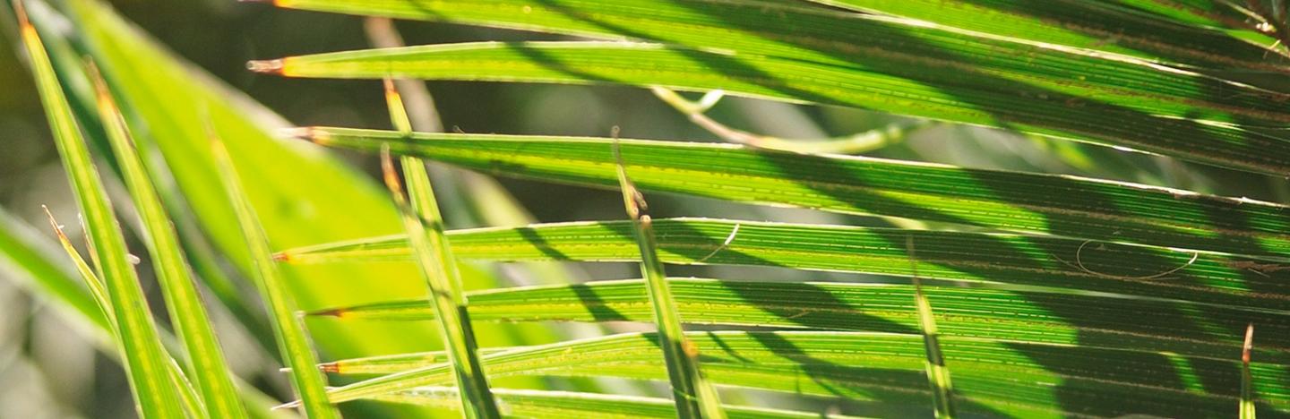 Kentia-Palme