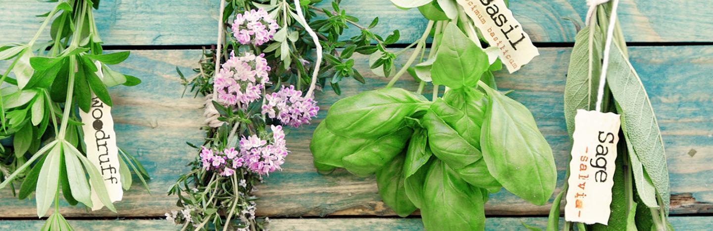 Kräuter, aromatische Vielfalt