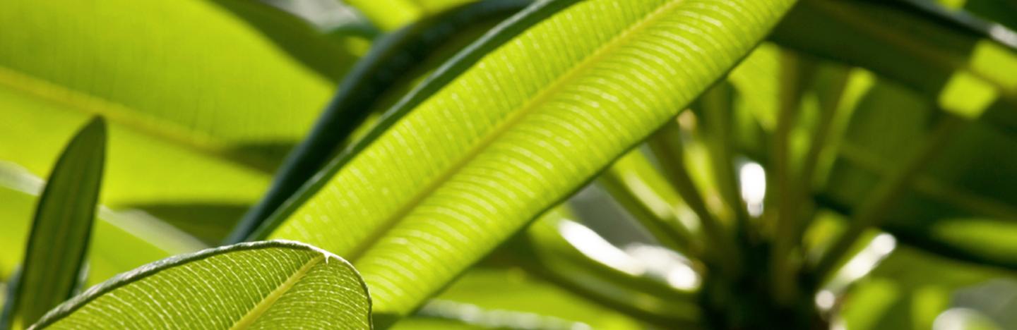 Madagaskarpalme