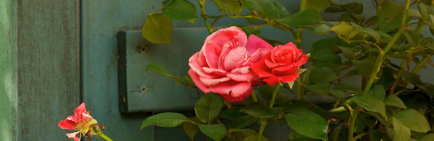 Mangelsymptome & Witterungseinflüsse an Rosen