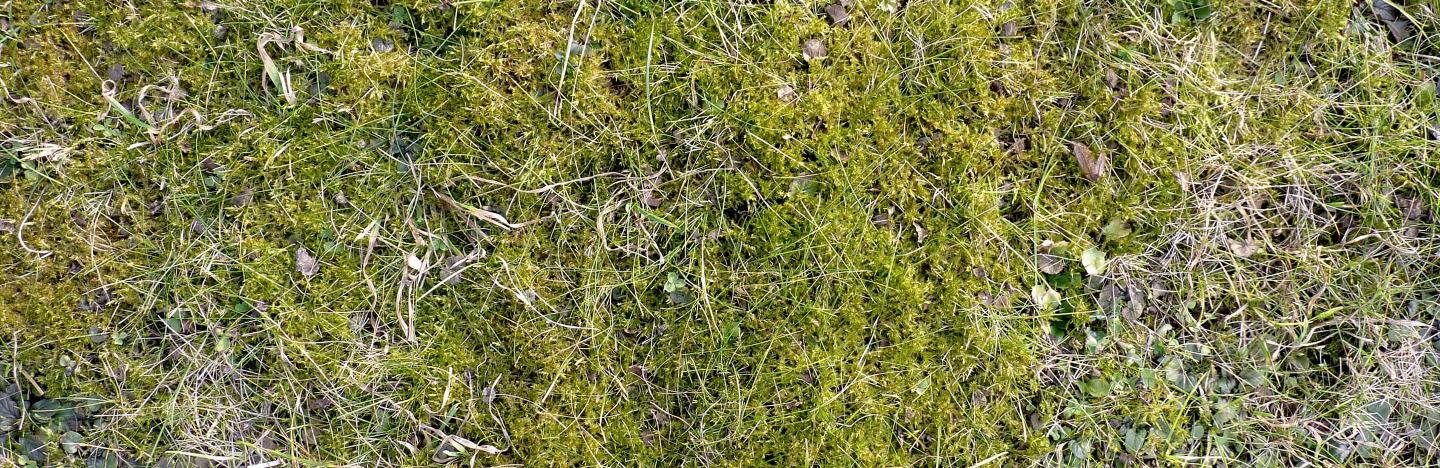 Moos im Rasen