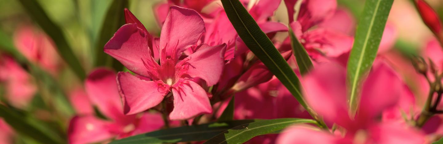 Oleander pflegen