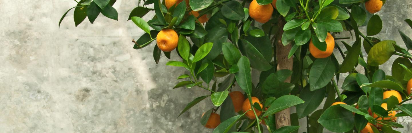 Orangen-, Zitronenbäumchen