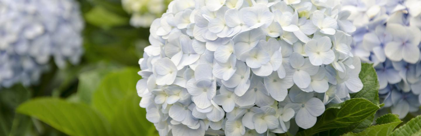 Hortensien Schneiden Pflegen Liebe Deinen Garten