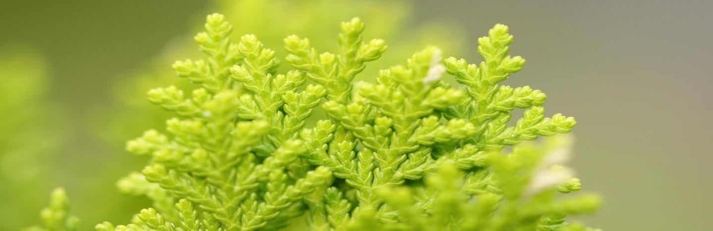 probleme mit der thuja