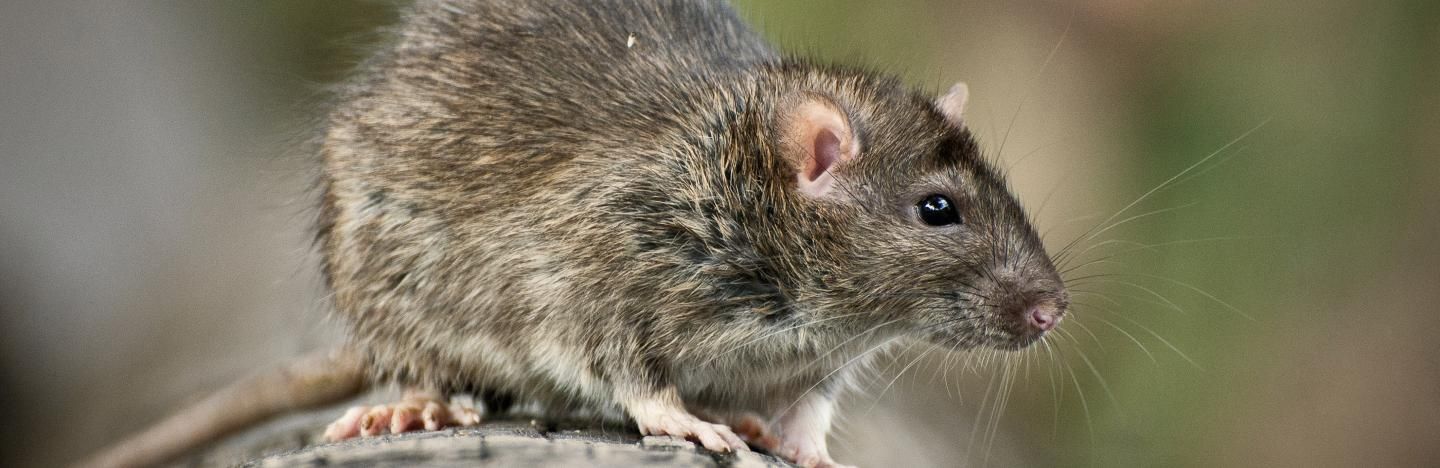 Ratten bekämpfen