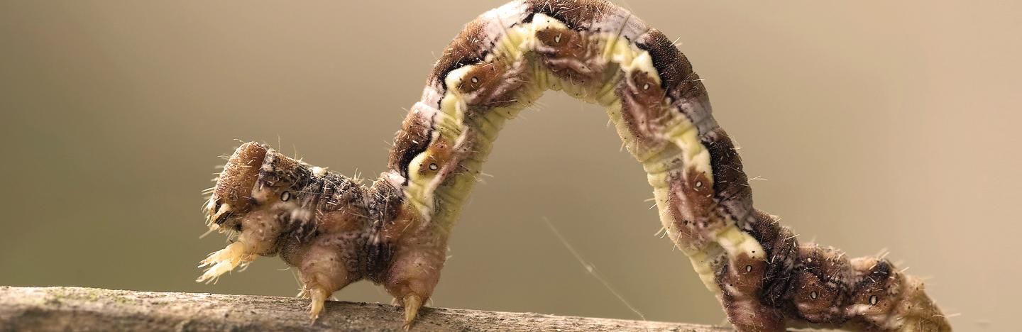 Raupe Larve Beissender Insekten An Baumen Strauchern Liebe