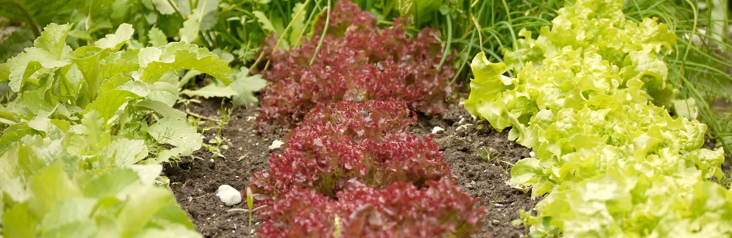 Salat