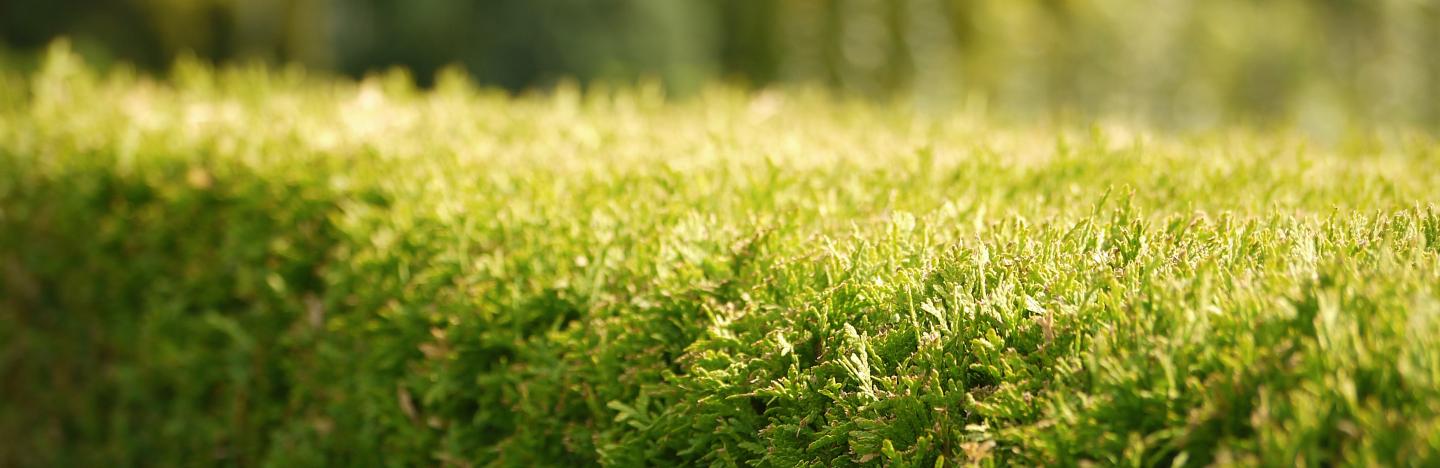 Thuja