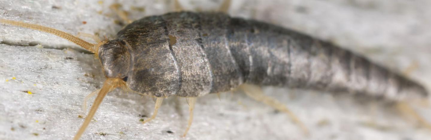 Silberfischchen bekämpfen