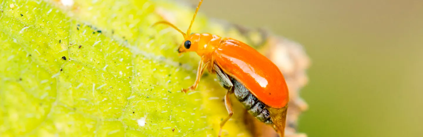 Thrips an Gemüse