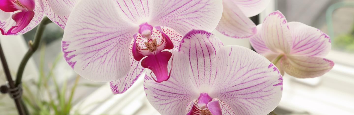 Orchideen vermehren