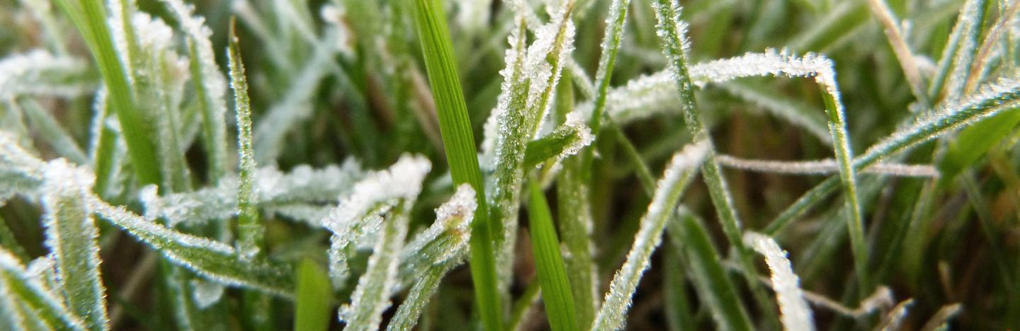 Rasenpflege in Herbst und Winter