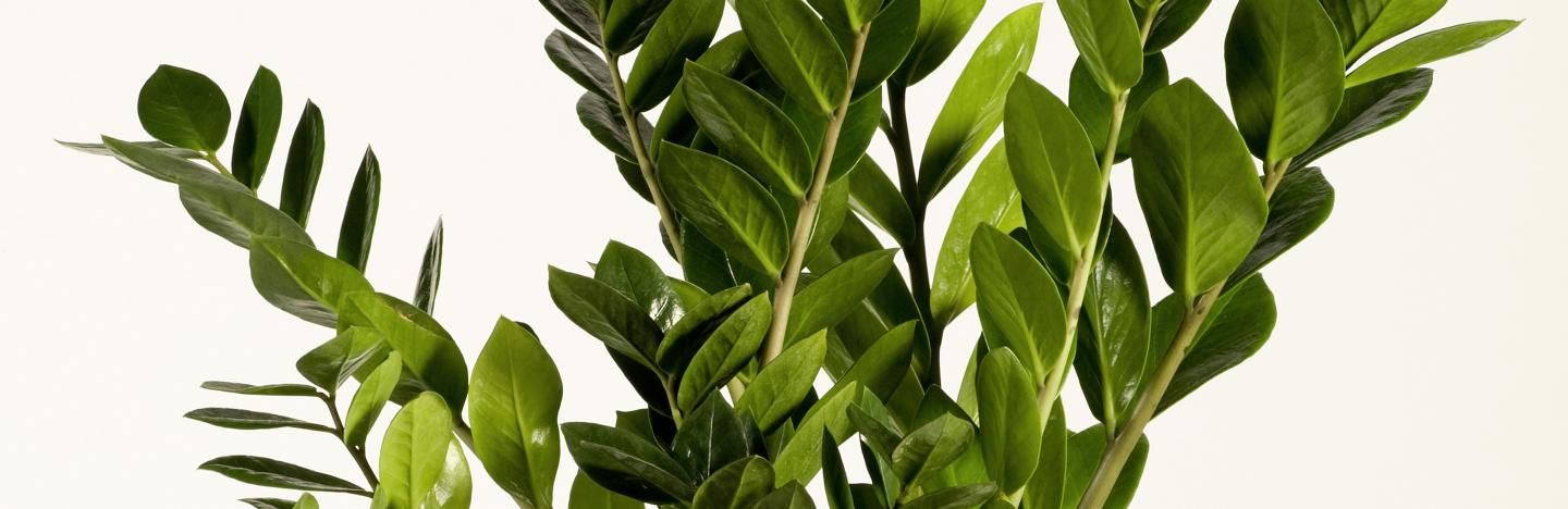 Zamioculcas, Zamie