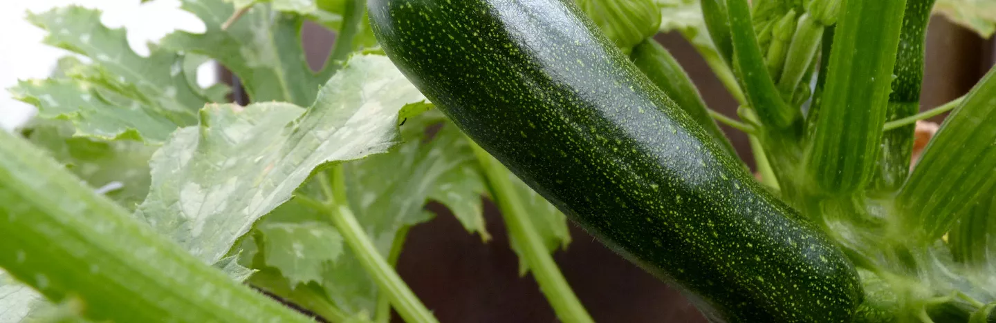 Zucchini