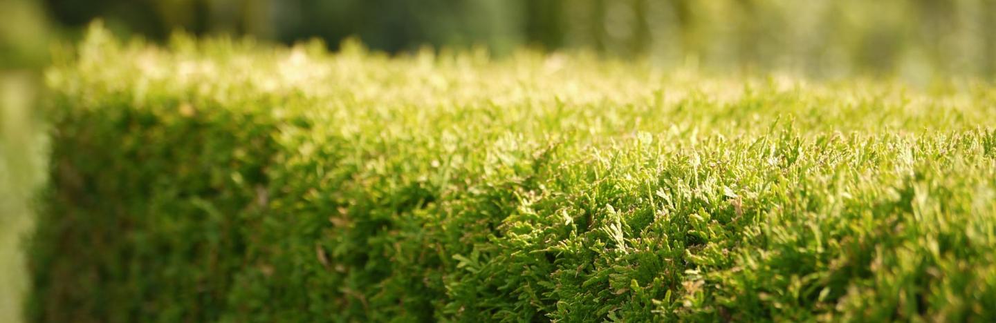 Trockenschaden an Thuja