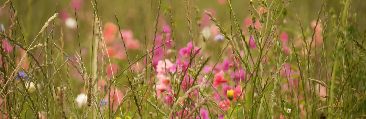 Blumen für Bienen