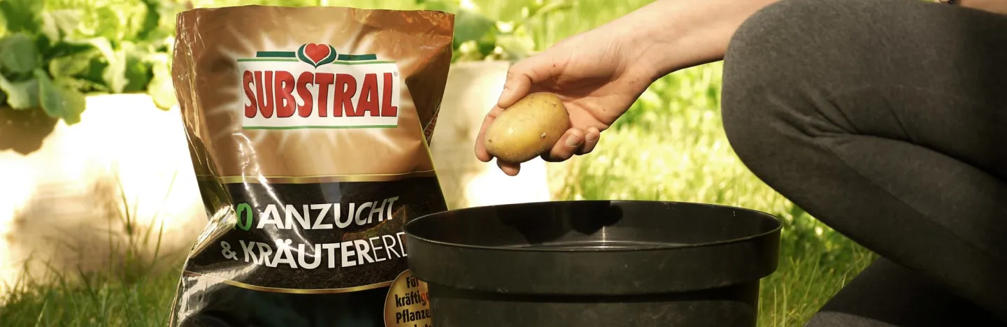 Kartoffeln pflanzen im Kübel