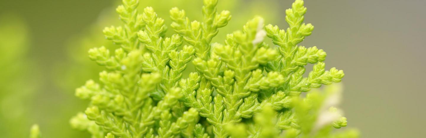 Thuja pflanzen