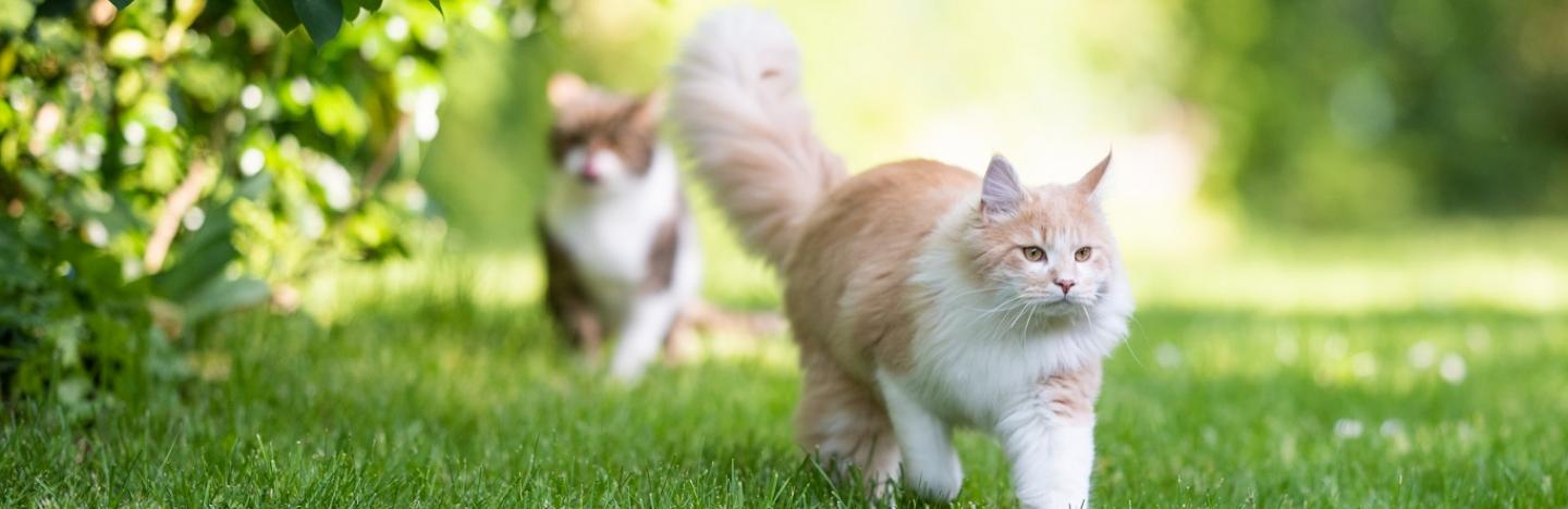 Gebruik Je Planten In De Strijd Tegen Katten Gebruik Je Planten In De Strijd Tegen Katten