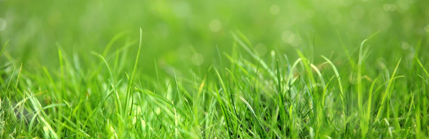 got grass lawn care