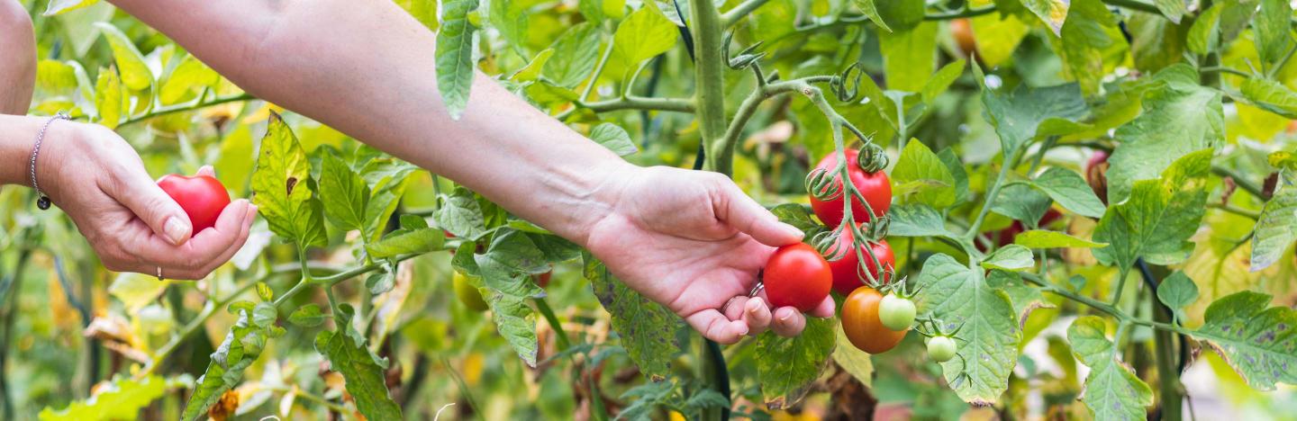 How to Grow & Care for Tomatoes | Scotts Australia | Love The Garden