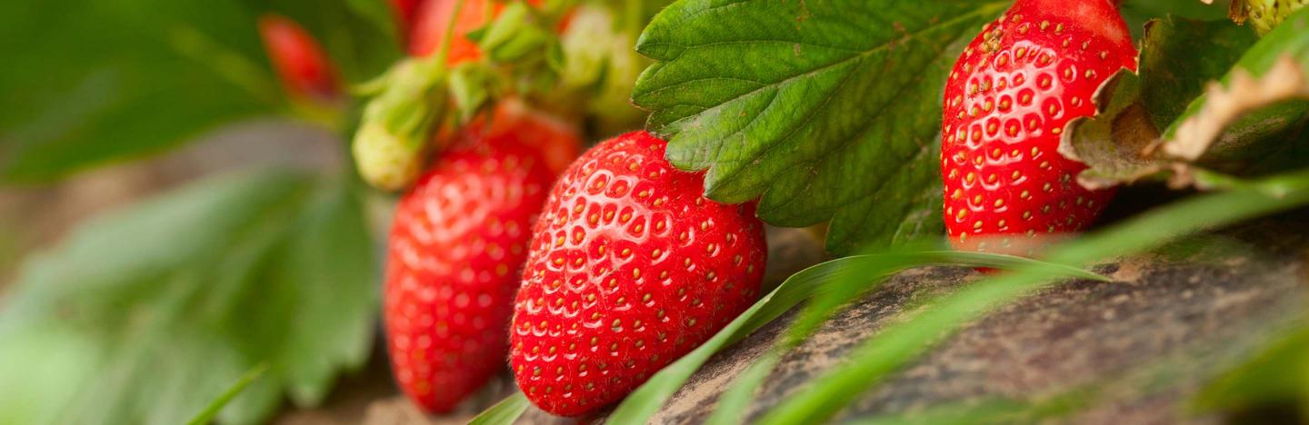 religion videnskabelig oxiderer How to Grow Strawberries in Simple Steps' | Love The Garden