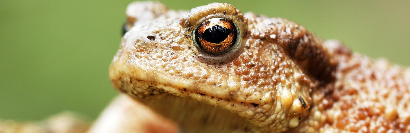 A guide to garden wildlife