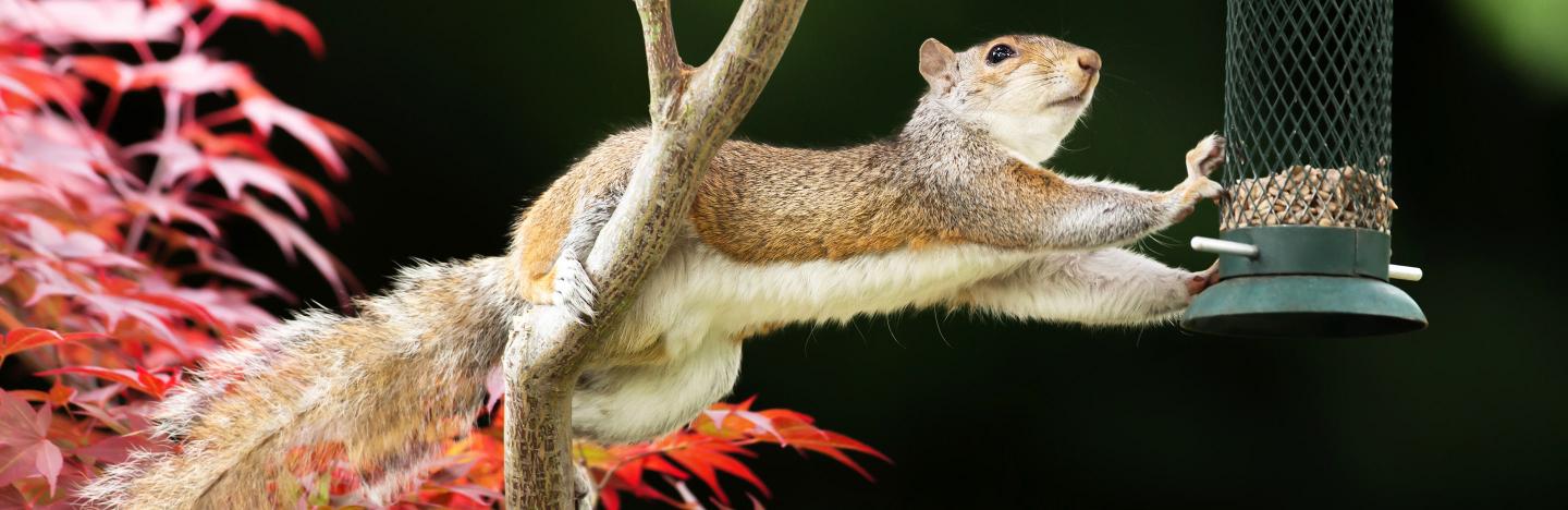 How to rid your garden of squirrels | Love The Garden
