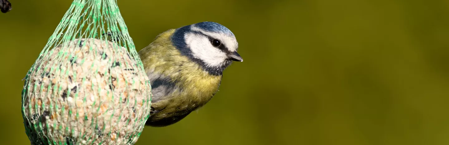 How to make a bird feeder