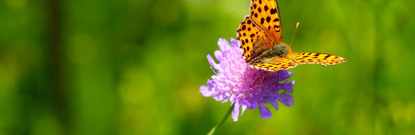 Spotters guide to butterflies