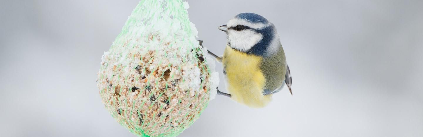 A Guide On What To Feed Birds In Winter Love The Garden