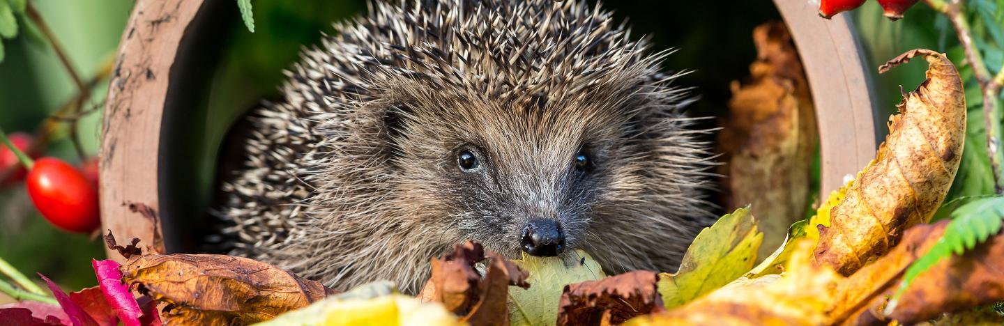 Helping Wildlife Through the Winter | Love The Garden Helping Wildlife Through the Winter | Love The Garden