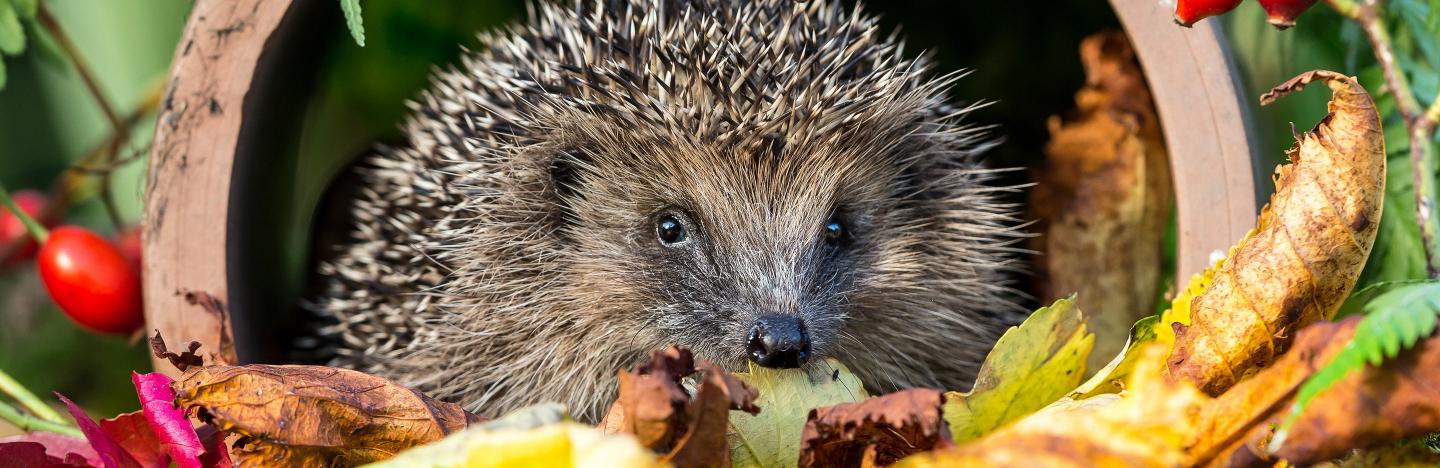 Helping wildlife through the winter