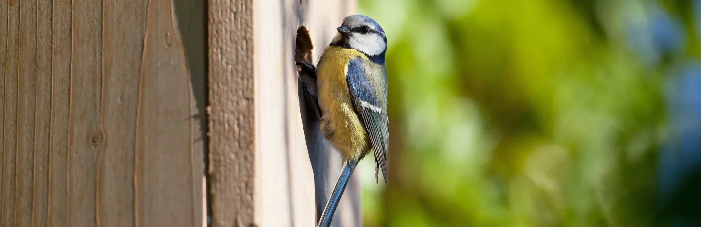 Un Nichoir Pour Oiseaux Dans Le Jardin