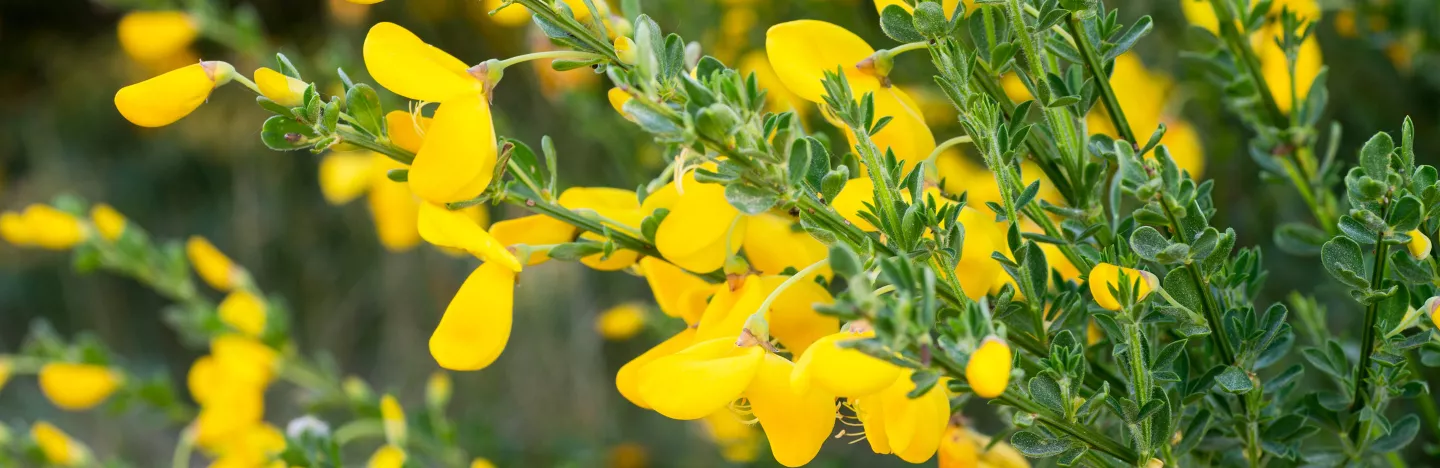 Drought resisting plants