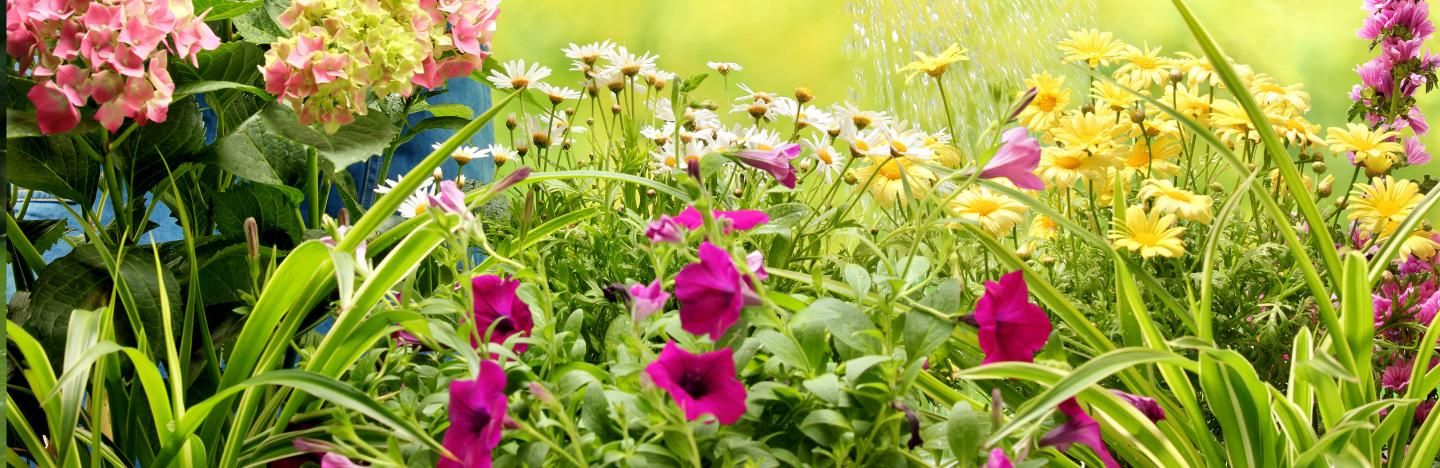 A guide to feeding border plants