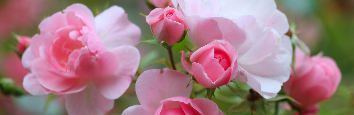 Les Meilleures Roses Parfumées Gamm Vert