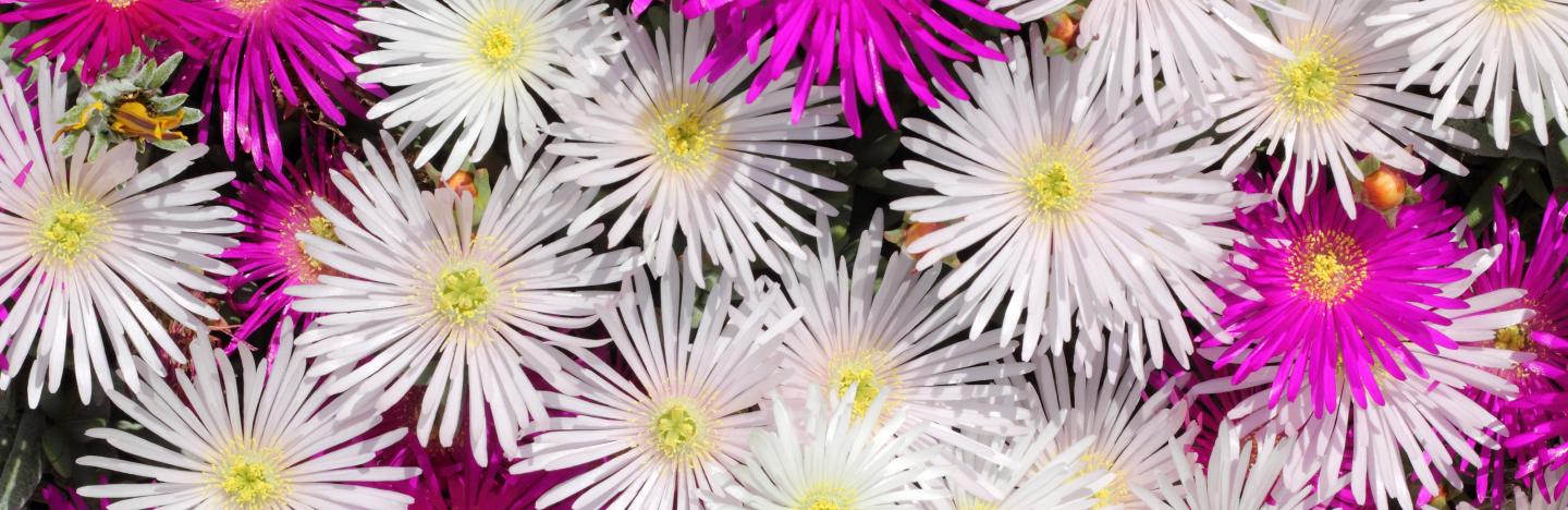 How to keep summer plants flowering