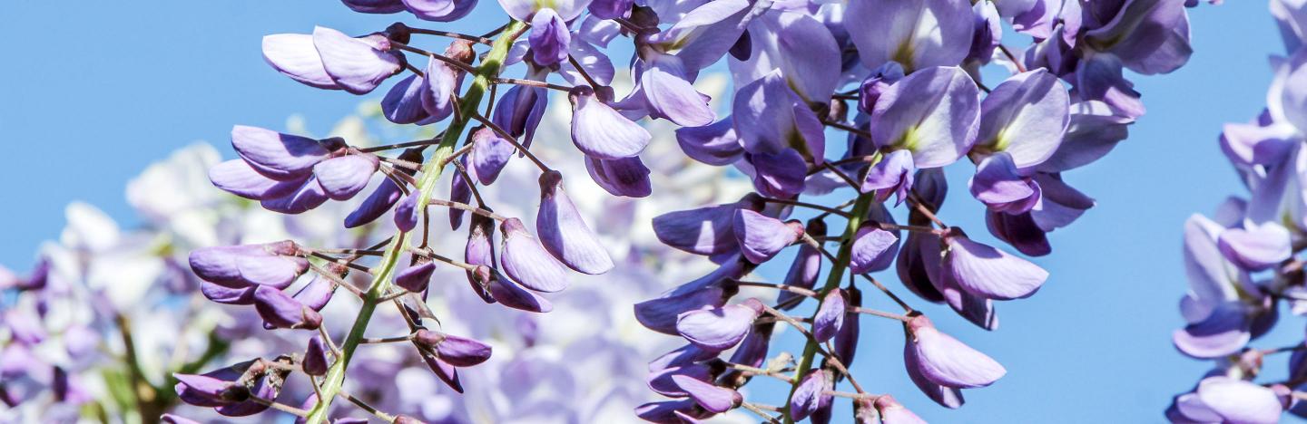 How to prune Wisteria