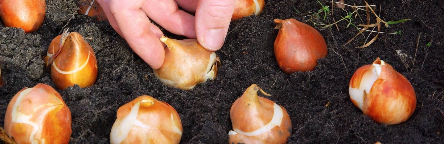 A guide to planting bulbs, corms and tubers | Love The Garden