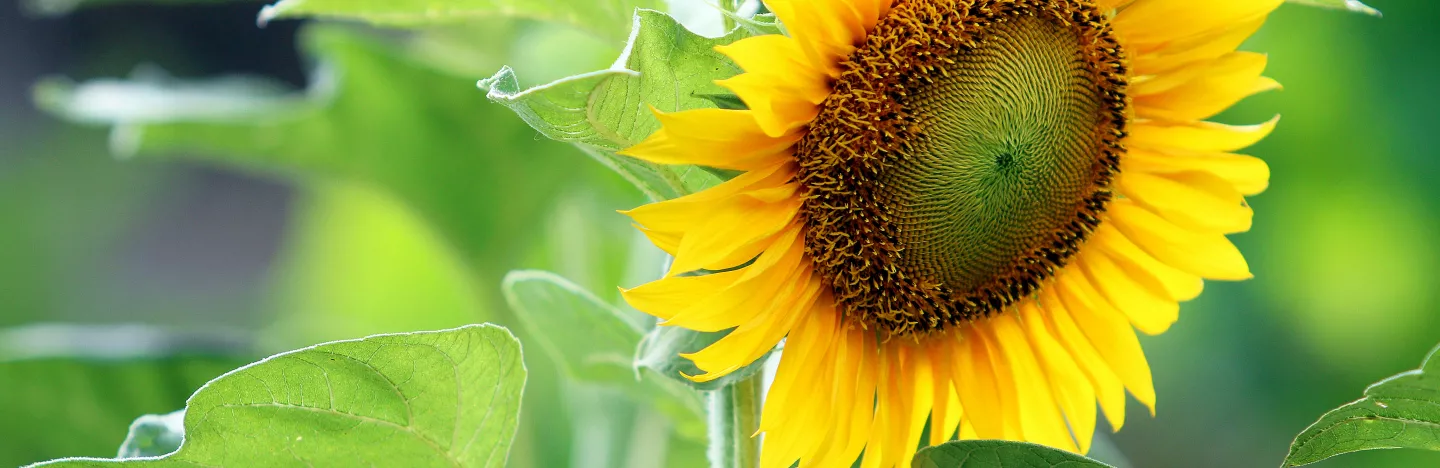 A Guide To Success With Sunflowers Love The Garden