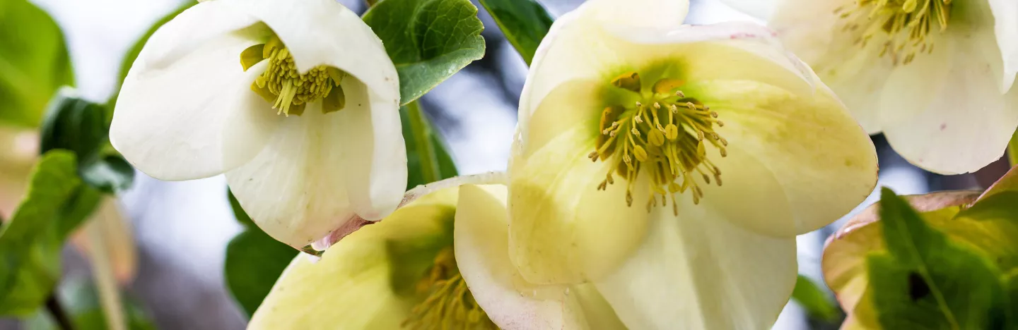 Winter flowering plants