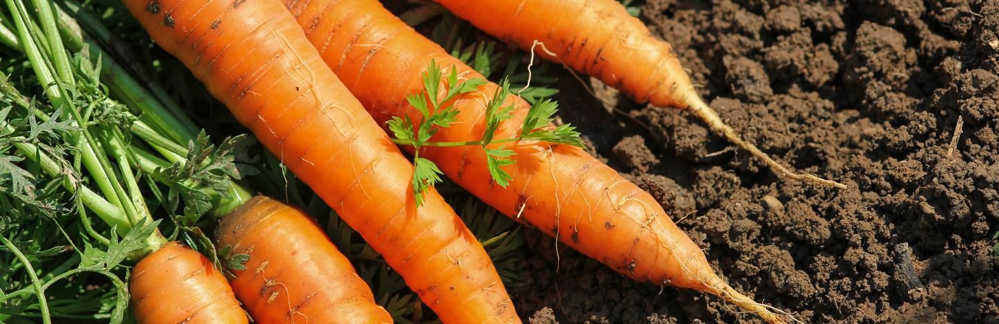 The best British vegetables to grow at home