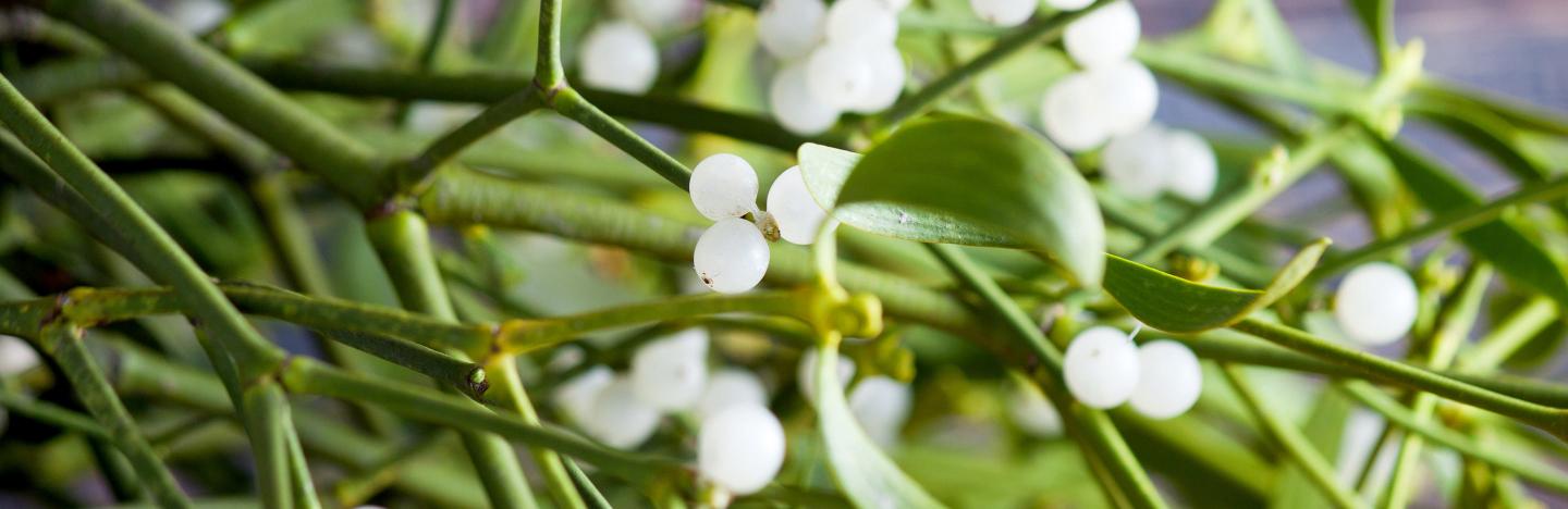 How to grow mistletoe