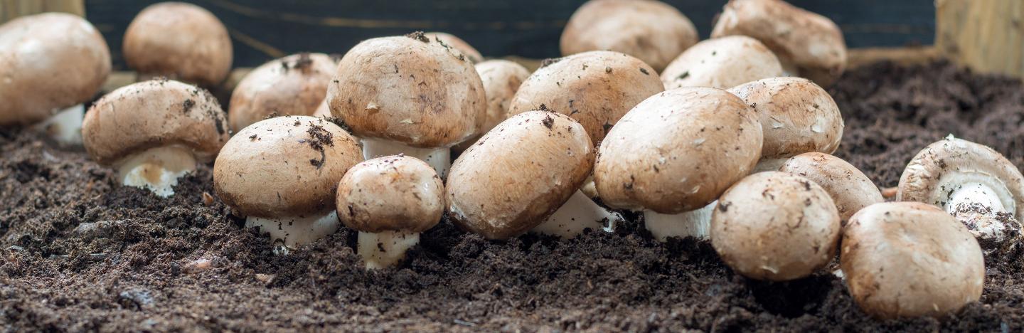 UK advice gardening grow your own how grow mushrooms header