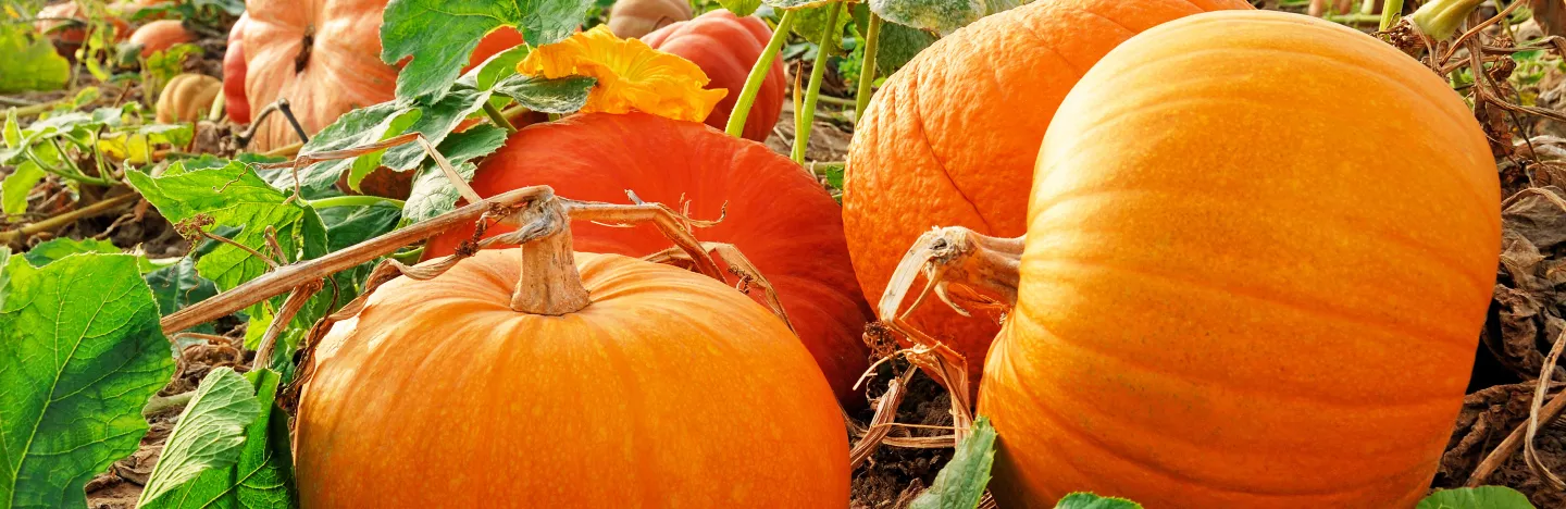 Les Courges