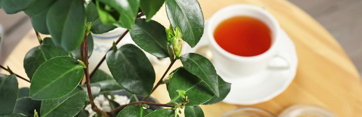 How to grow tea