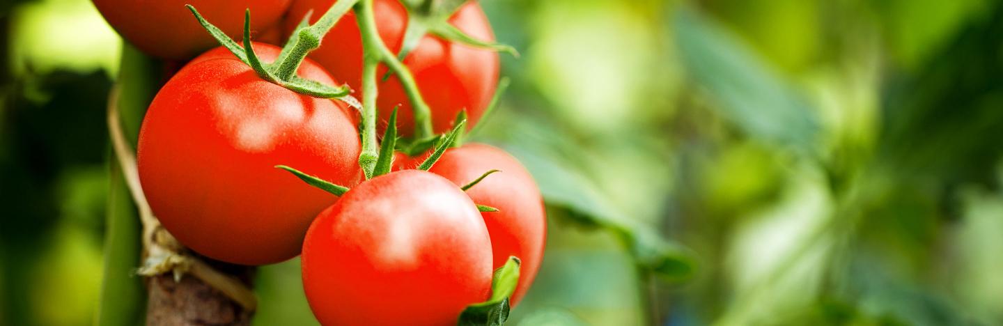 vervormen pijn Simuleren Zelf tomaten kweken en kruiden zaaien | ilovemygarden