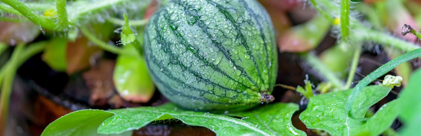 How to grow watermelon